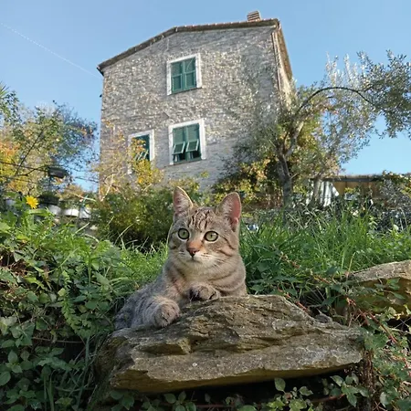 Vakantiehuis Rustico Tra Gli Ulivi *